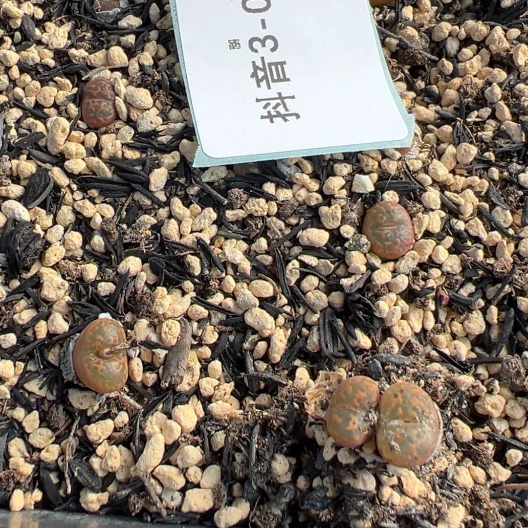 3-68量拍q勋章10头