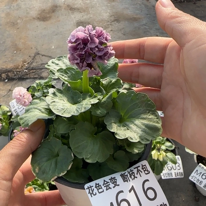 无花朵M616超小苗默认苗晃零下5勿拍