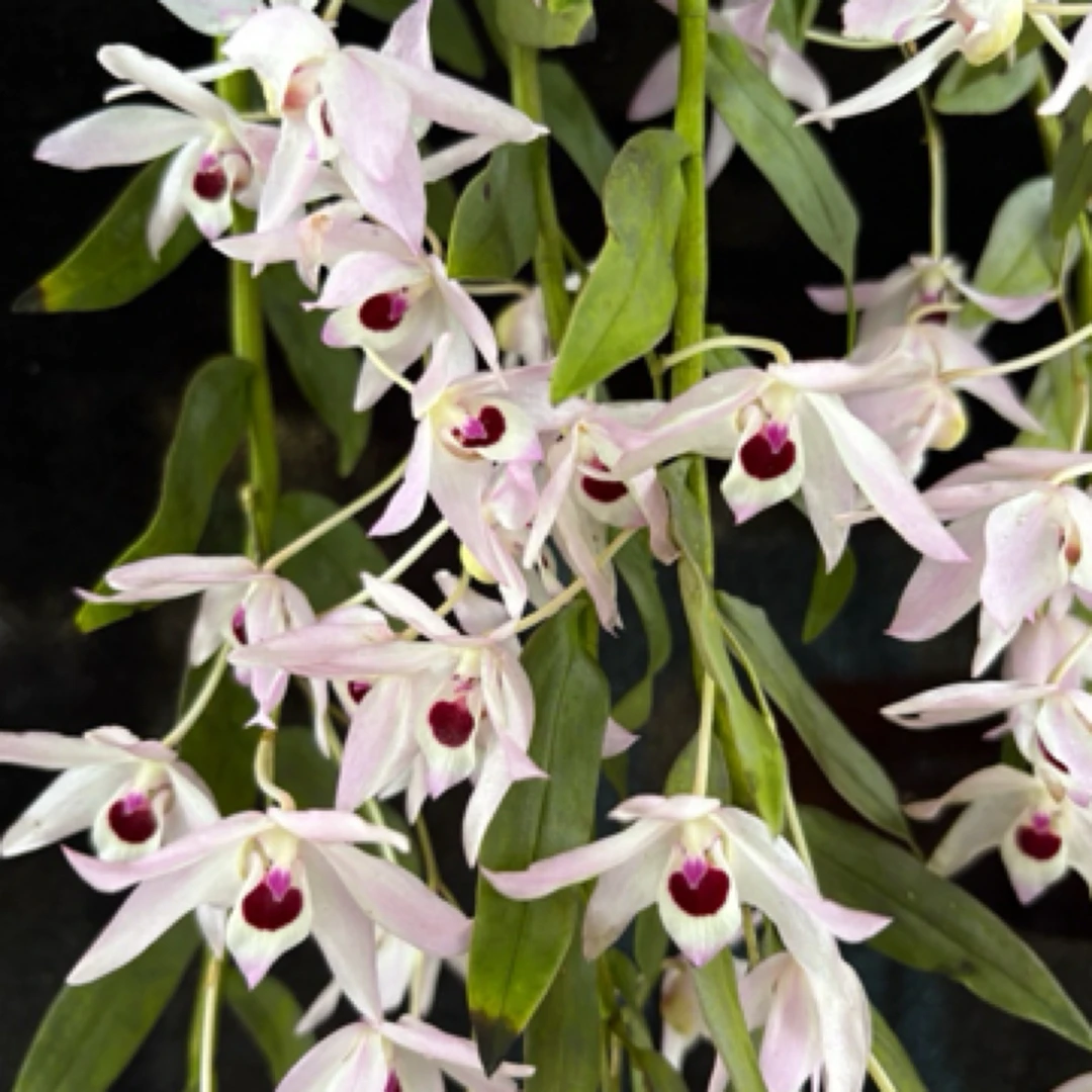 始兴石斛兰盆栽种植适合客厅阳台好养可养室外花大花期长