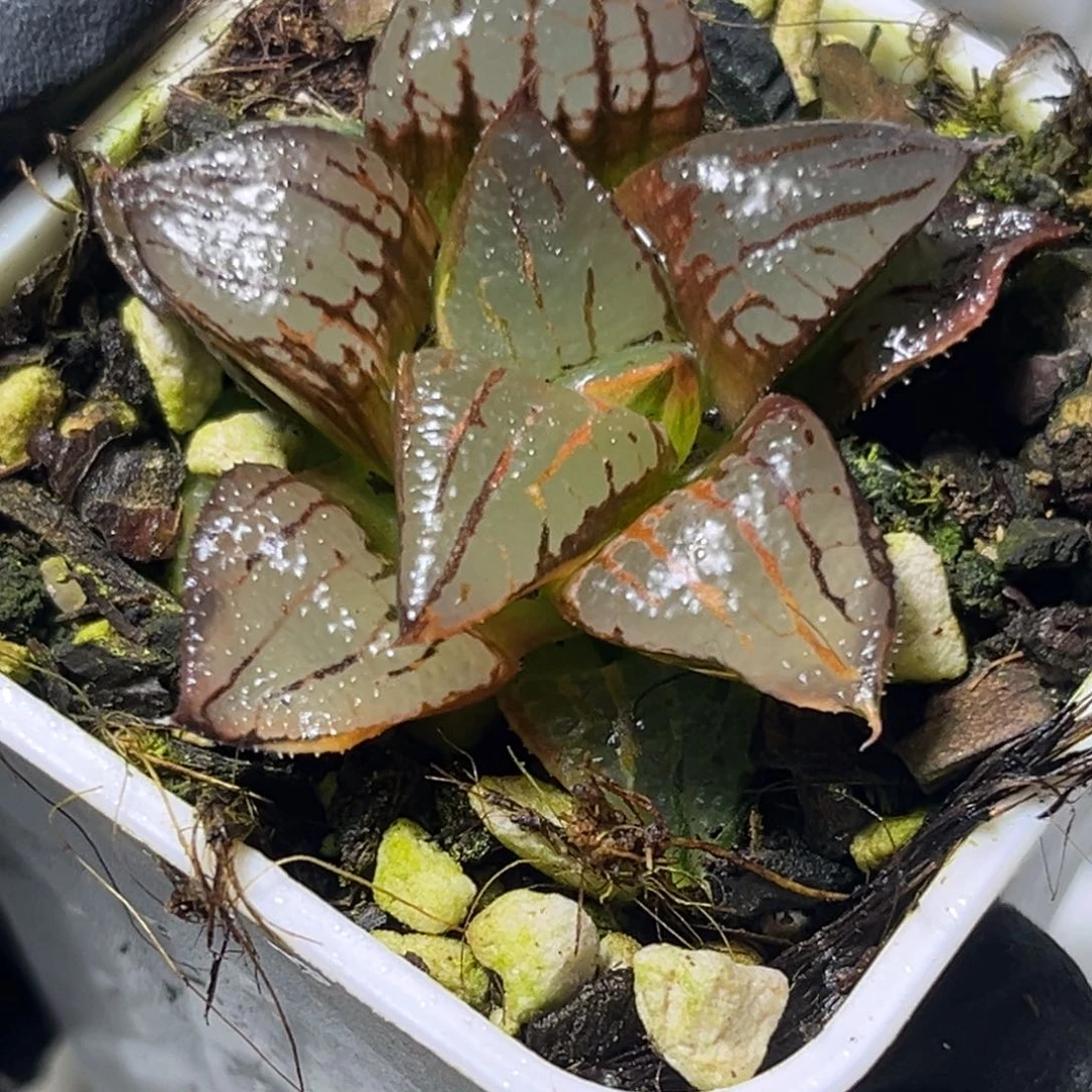 十二卷多肉植物1600阿寒湖