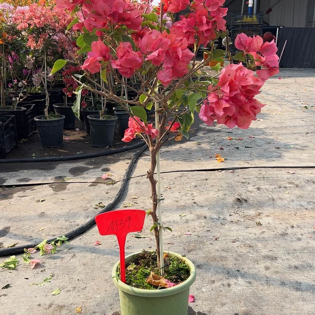 雨***曦大部分花苞少量开放M39不甜西瓜