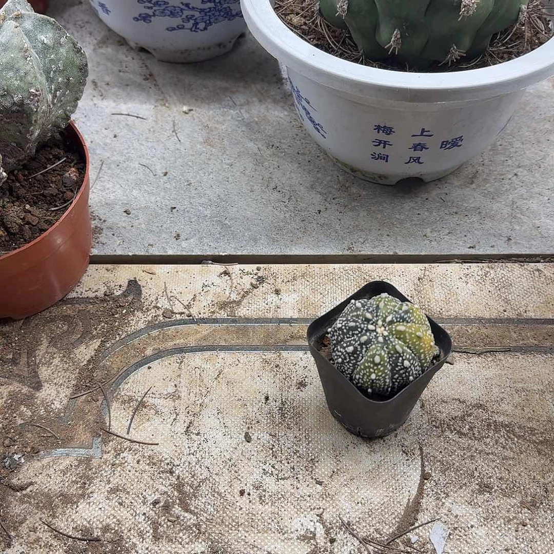 葉***梓无花朵兜哈哈哈哈哈