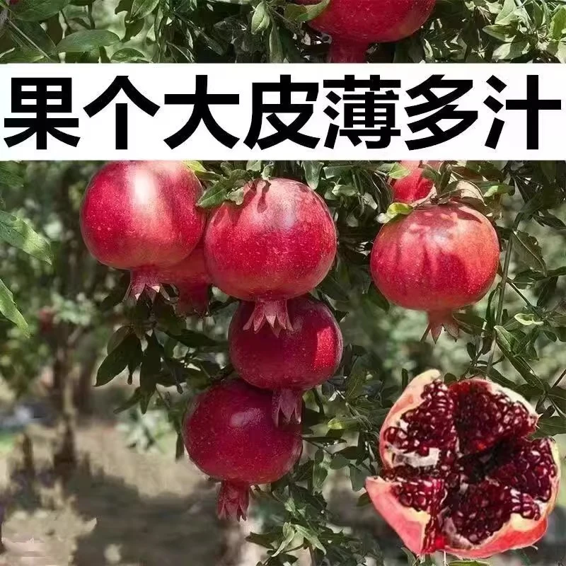 大红袍石榴树苗耐寒软籽石榴盆栽庭院南北方种植特大果树顺丰包邮