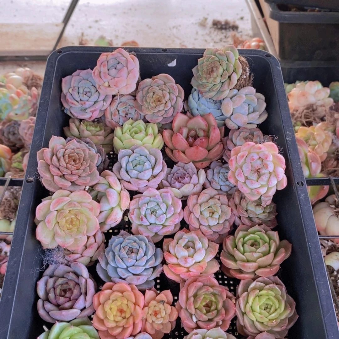 保底35颗。  01。  比较小的