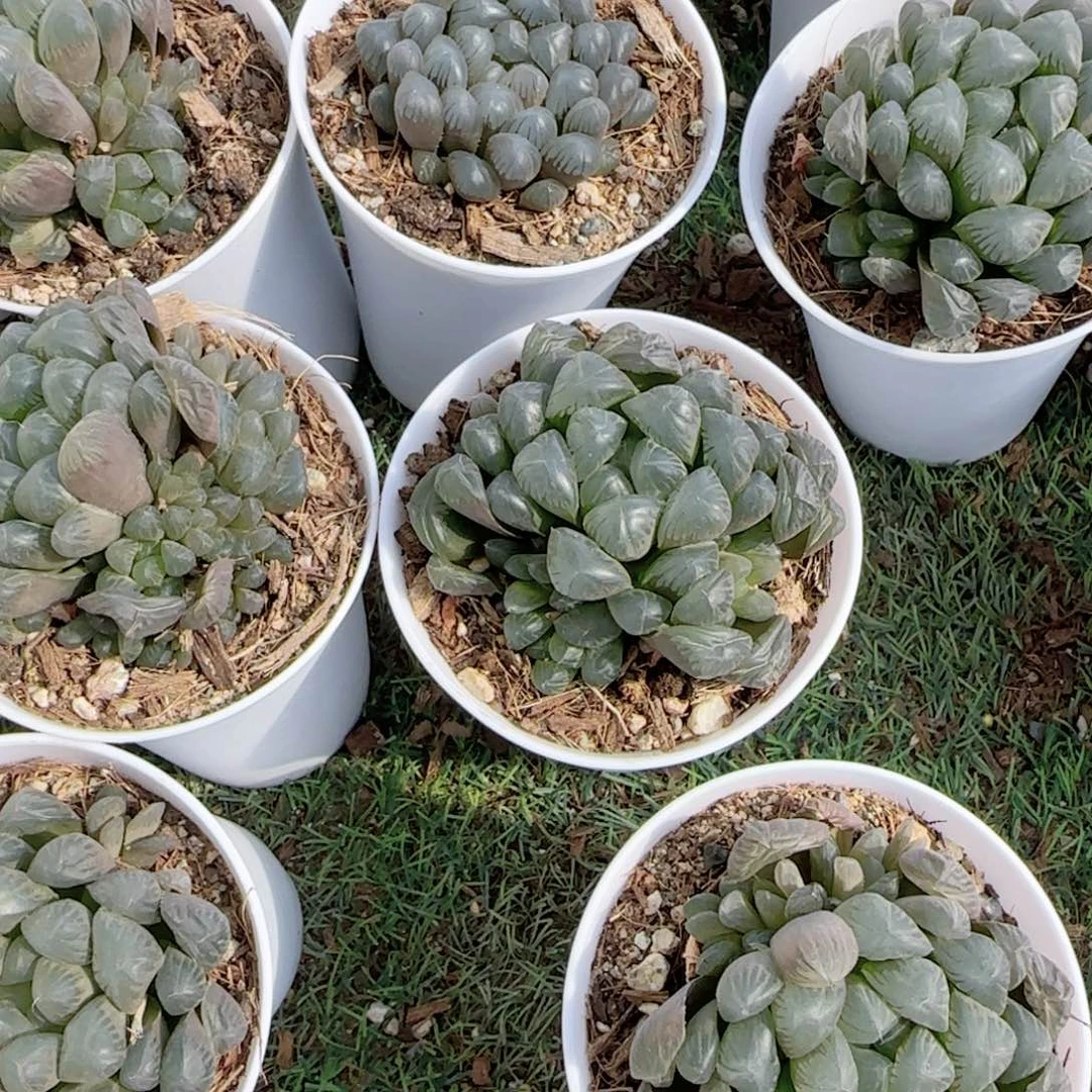 无花朵蓝镜群生特价