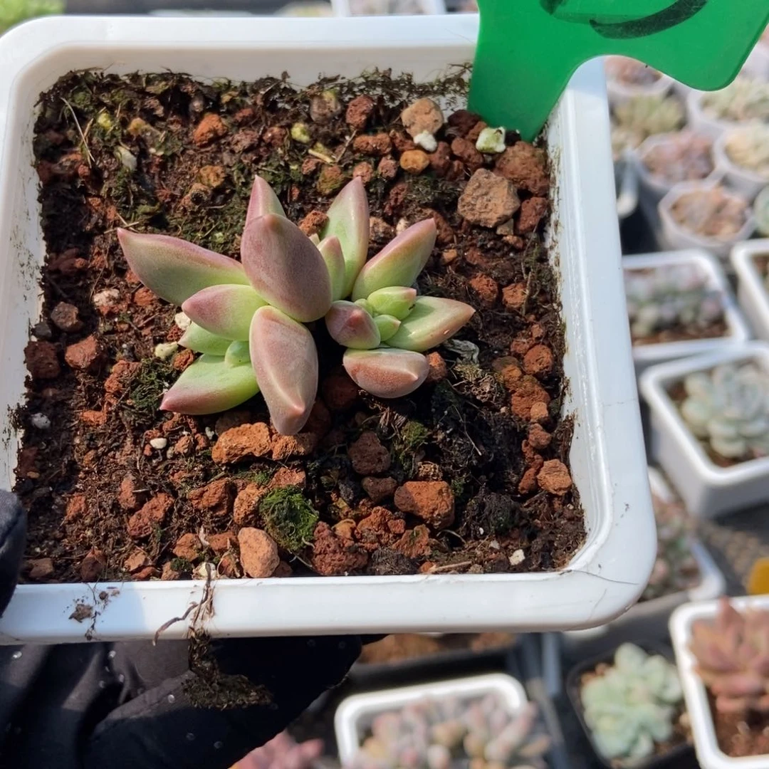 943迷雾泡泡多肉植物保护