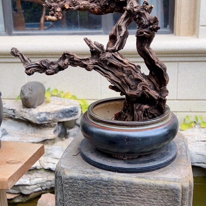 魔***手无花朵金丝红木羊蹄甲