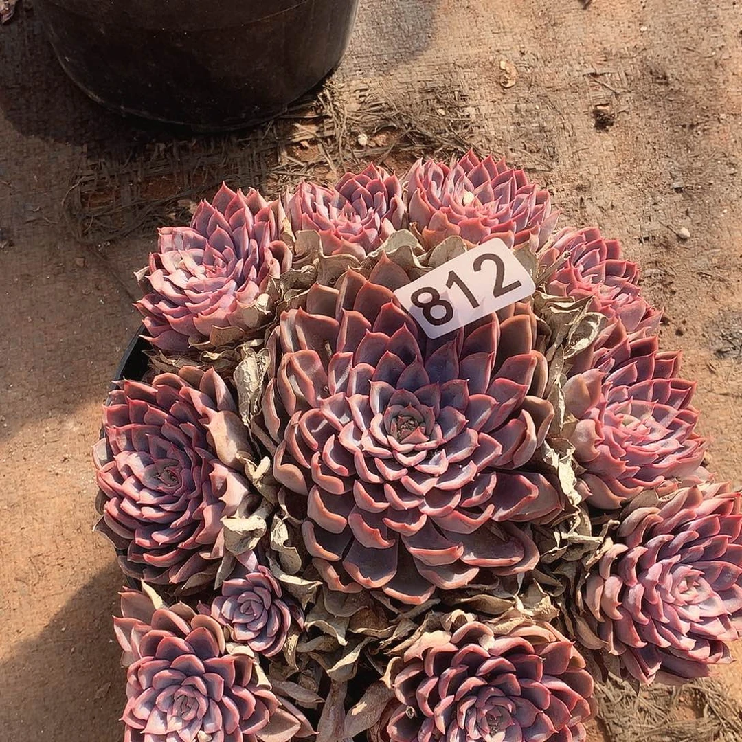 812猎户座一物一拍多肉