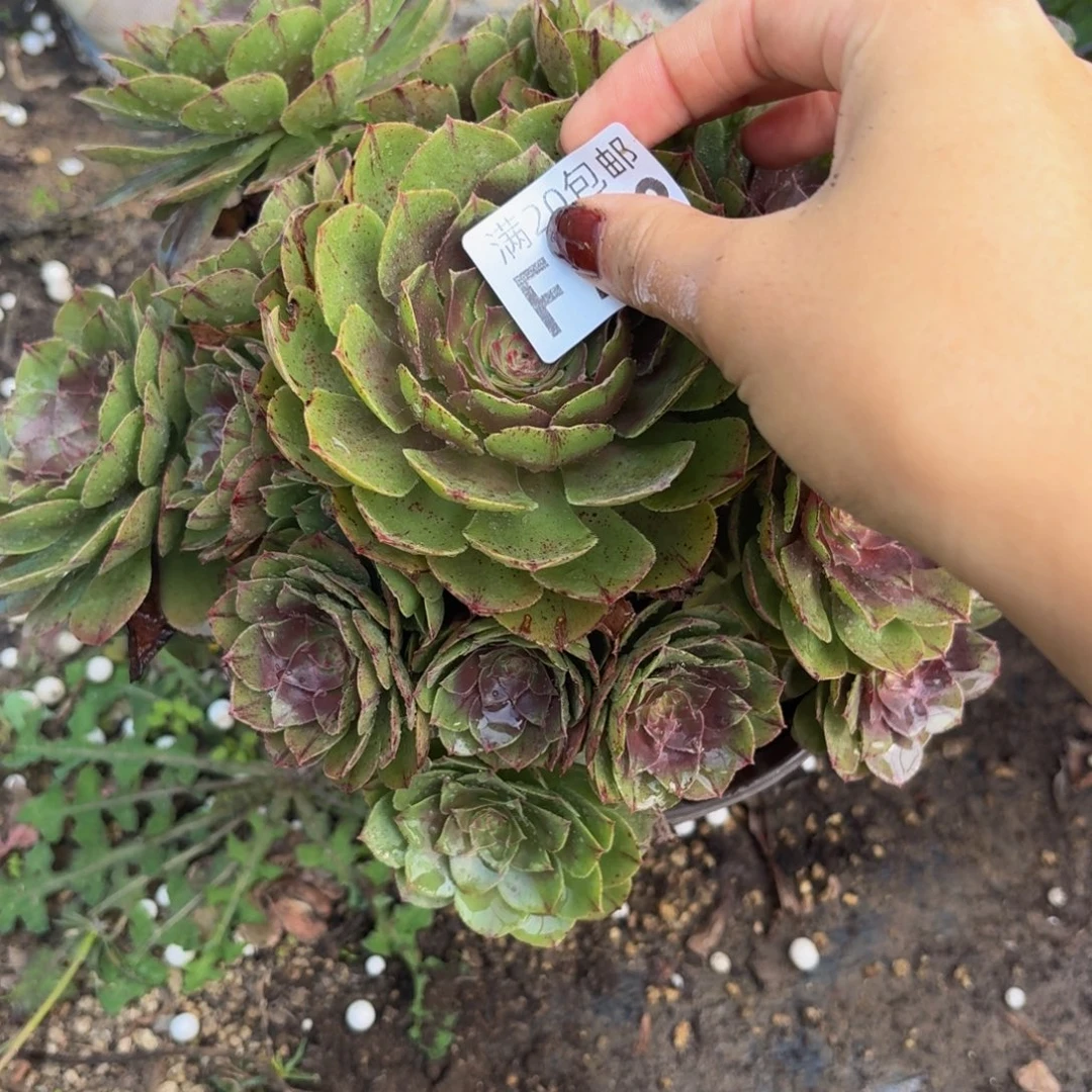 793多肉植物捧花的