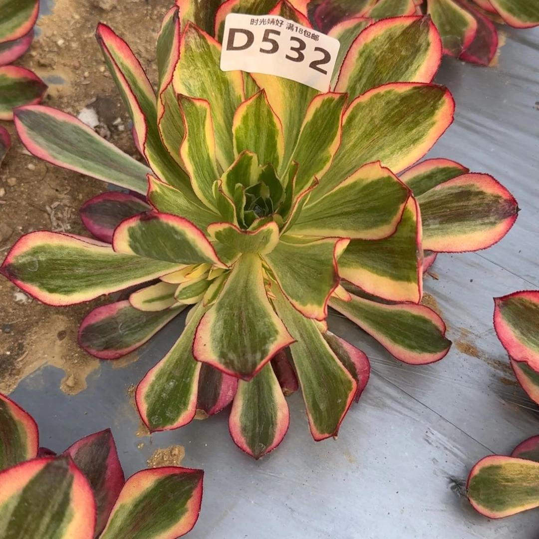 樱**子532魅影寄养到秋