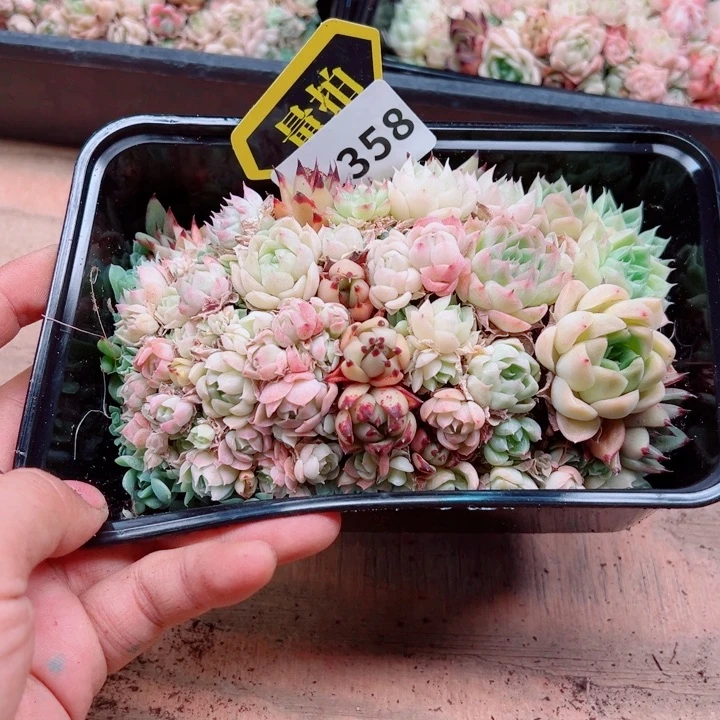 多肉植物多肉植物