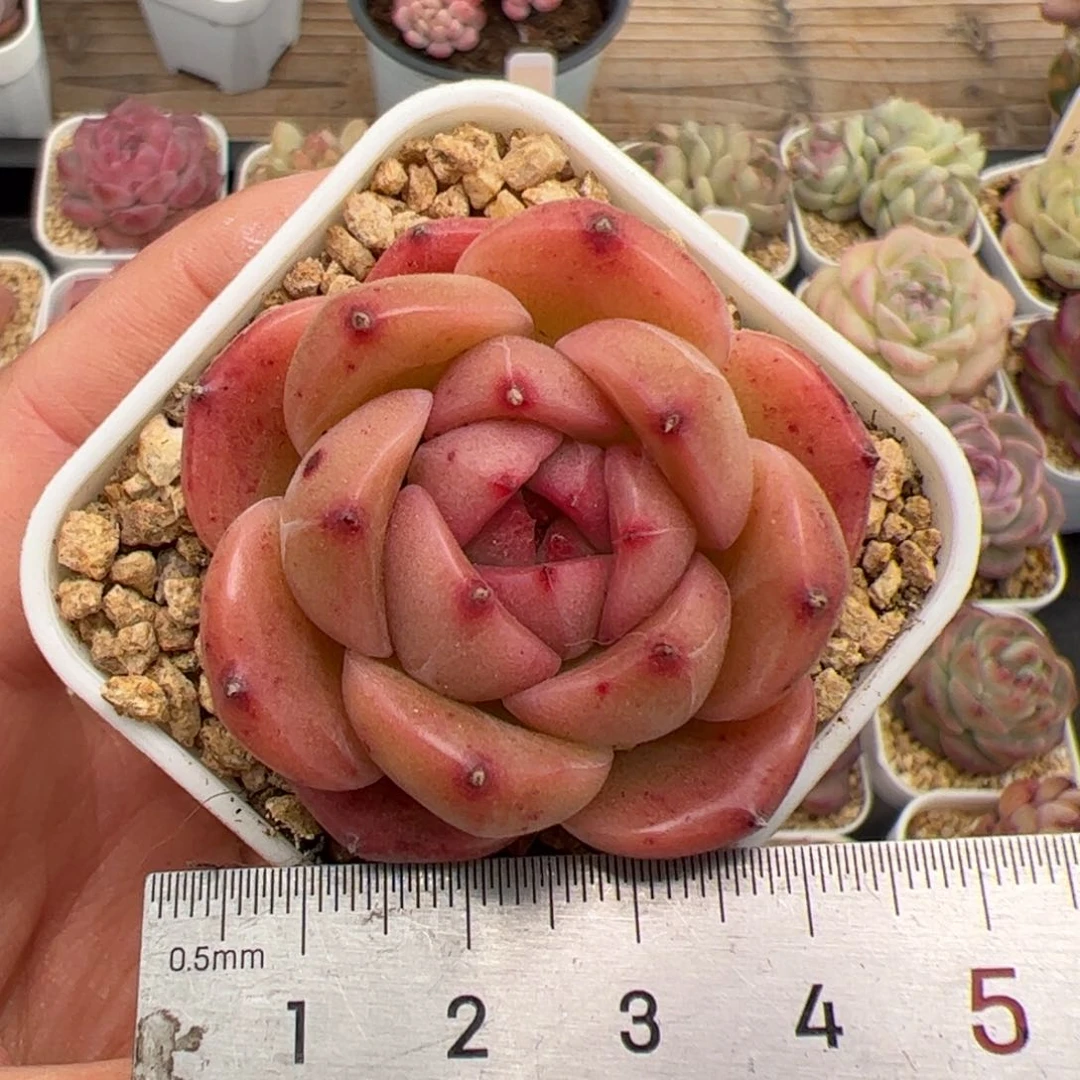 235 多肉植物组合盆栽