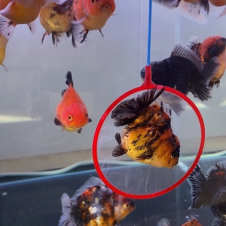 海水鱼精品泰狮系列
