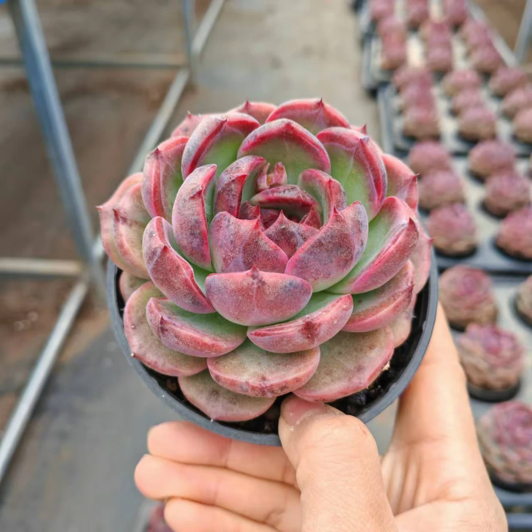 10#紫金钵鱼多肉植物  前男友精品多肉 SM1407