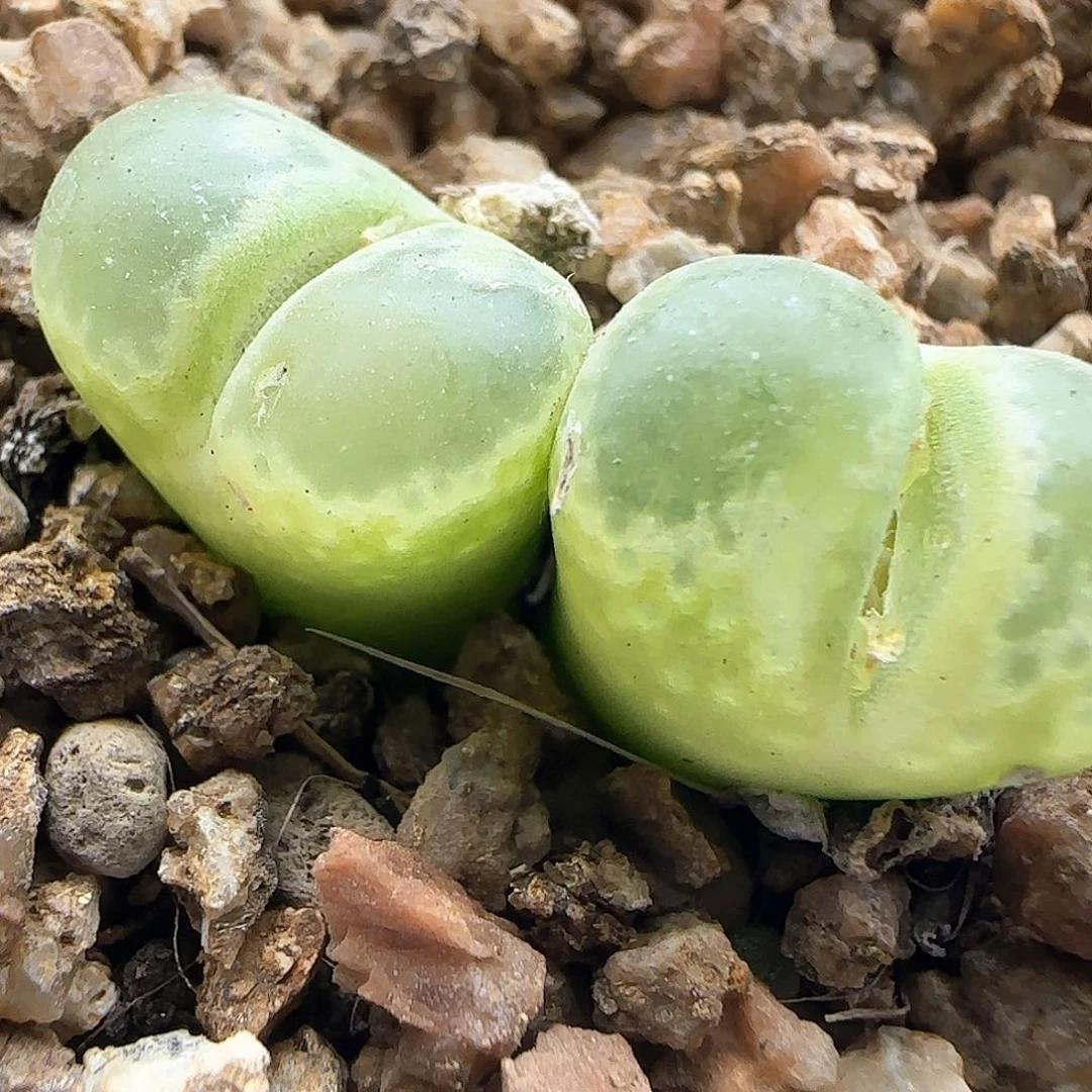 脱土年后发货23580