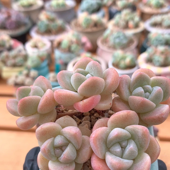 五头冰玉多肉 006