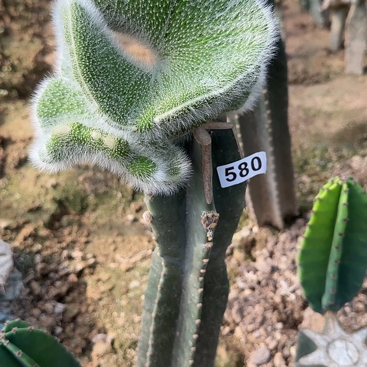 季***末无花朵嫁接九尾狐缀580