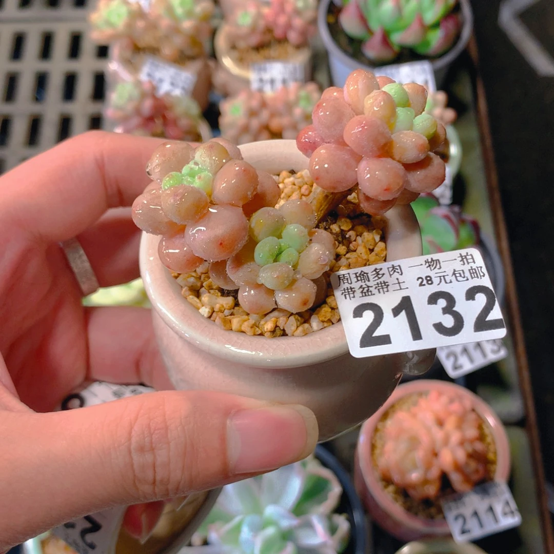 5厘米精控多肉2132