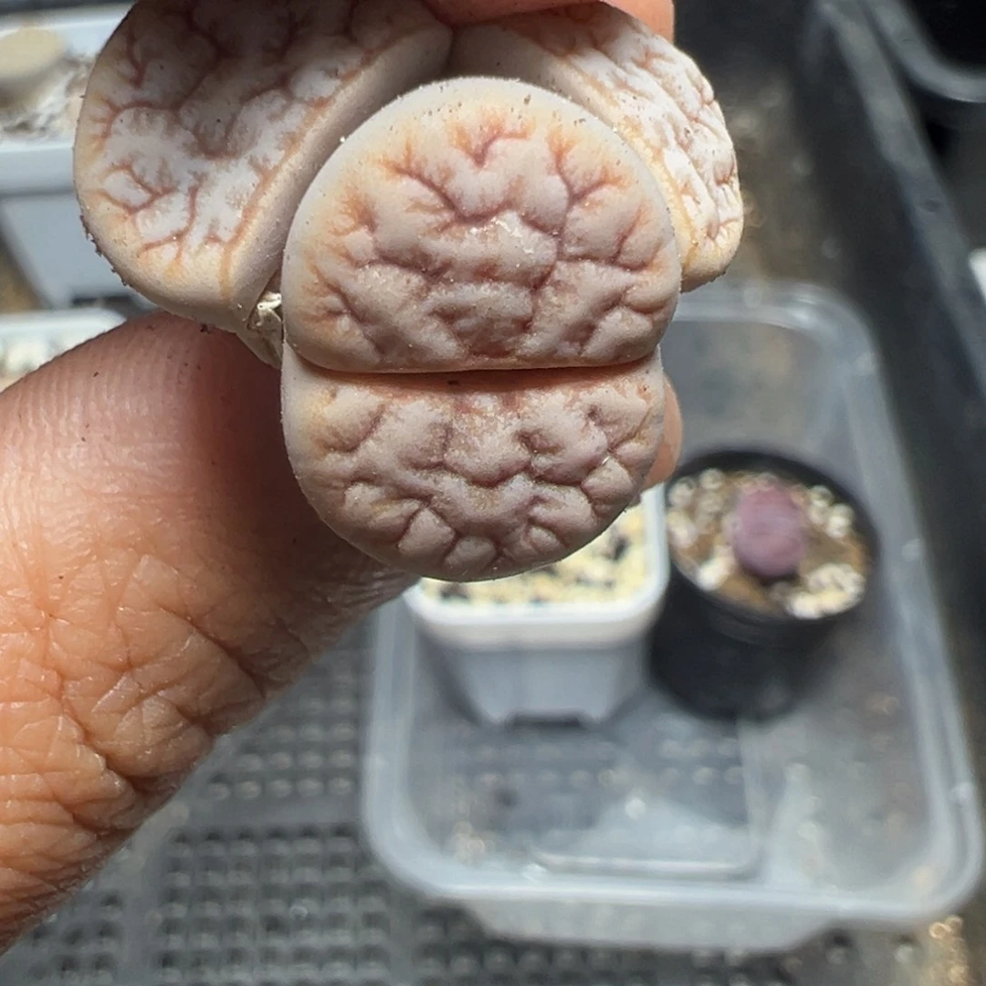 【闪购商品】939……