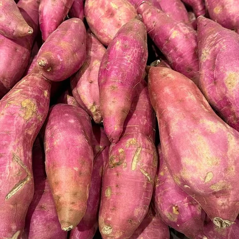 虎弟—白心红薯