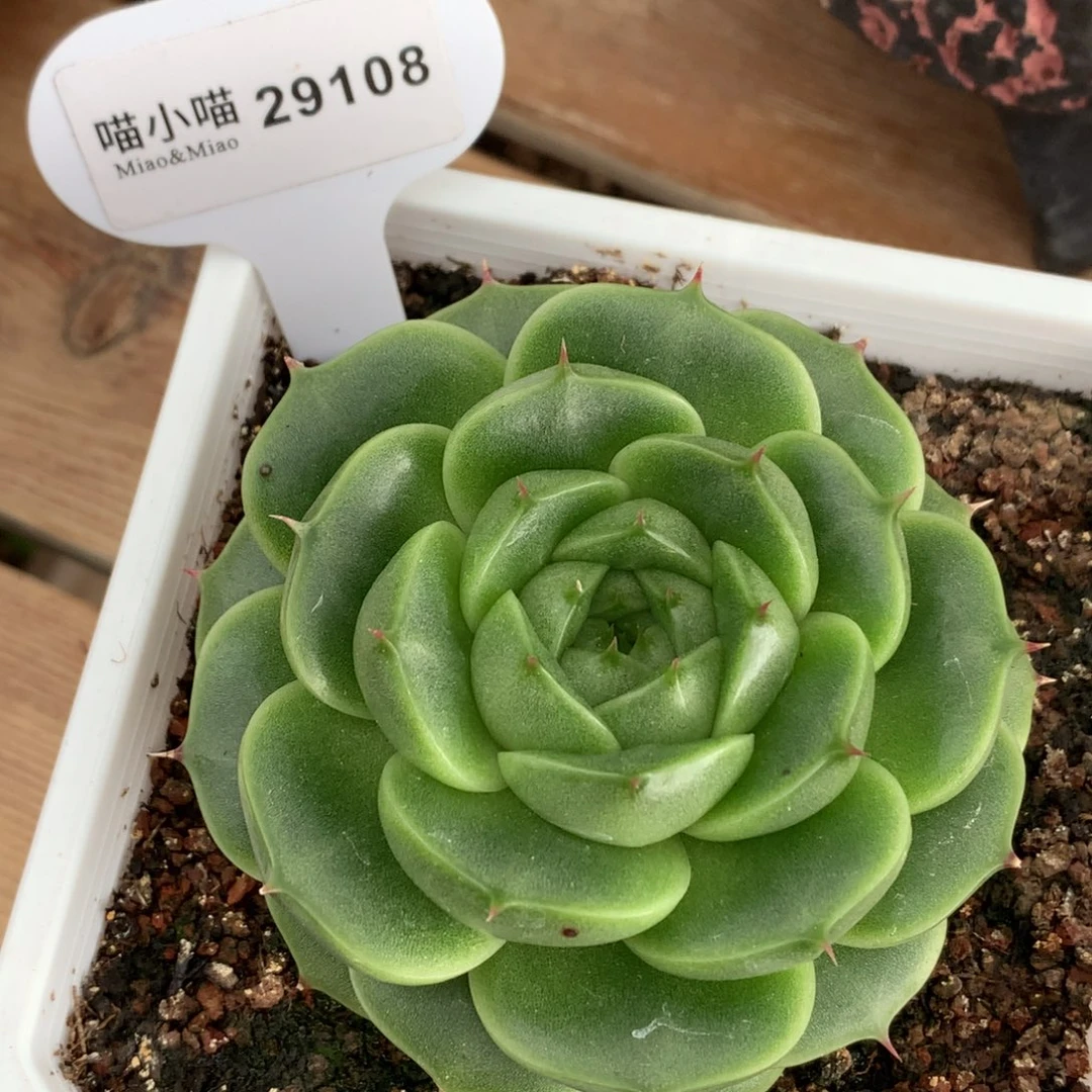 竹***青多肉植物杂交珍妮