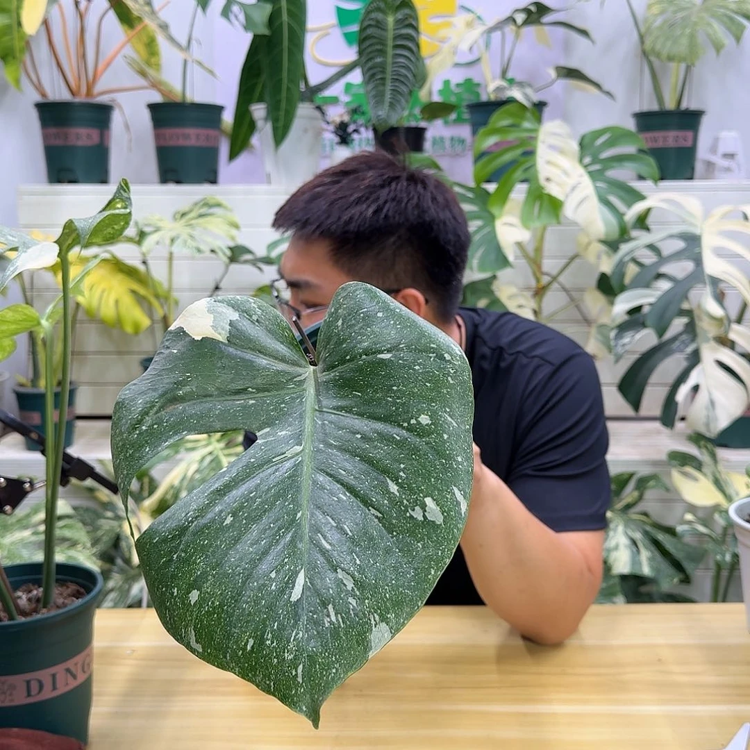 无花朵@**三洒金拍卖F2