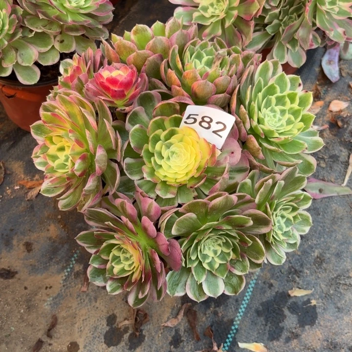 海王多肉植物不包损582