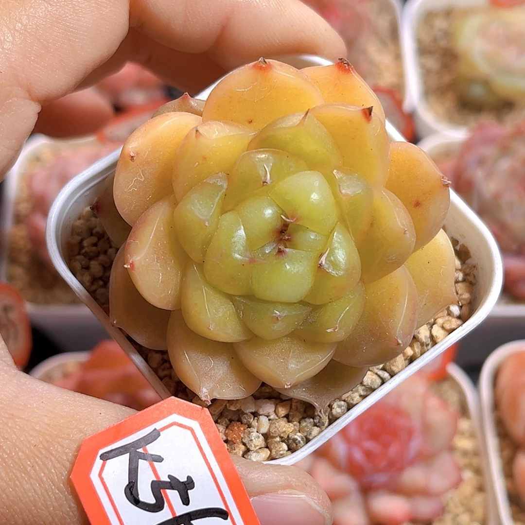 K564 新品珍妮  满18包邮