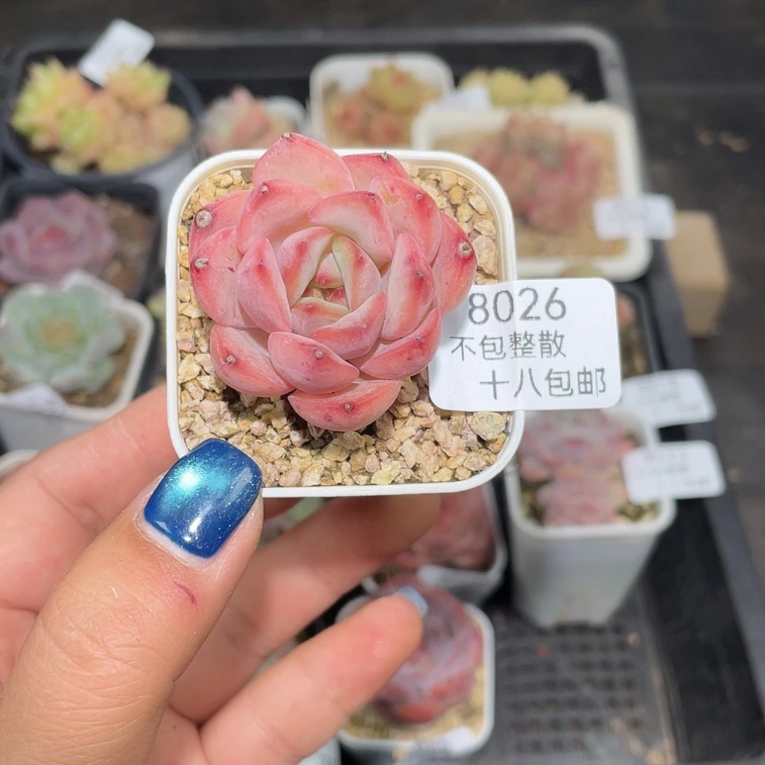 8026。 杜鹃。