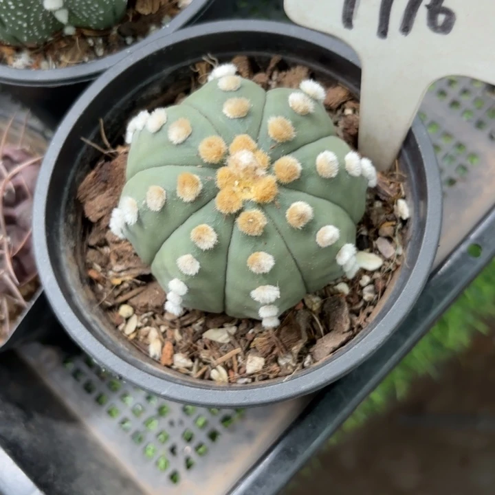 带****9916实生好养皮实