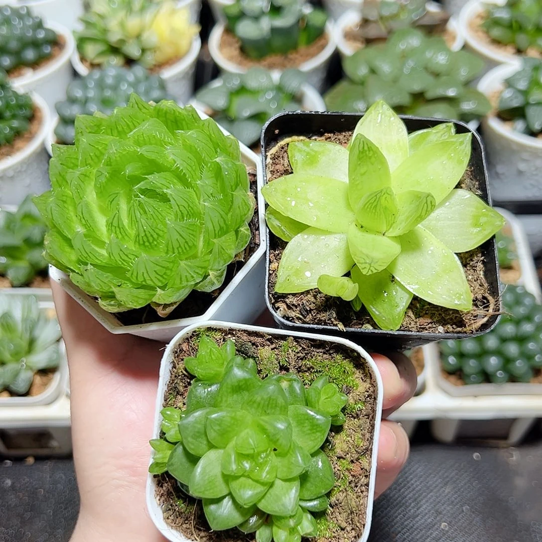 三颗新人福利玉露