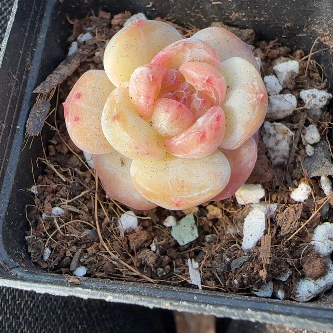 多肉小卡拉米糖心一物一拍