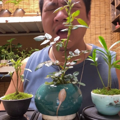 红陶一物一拍所见即所得81