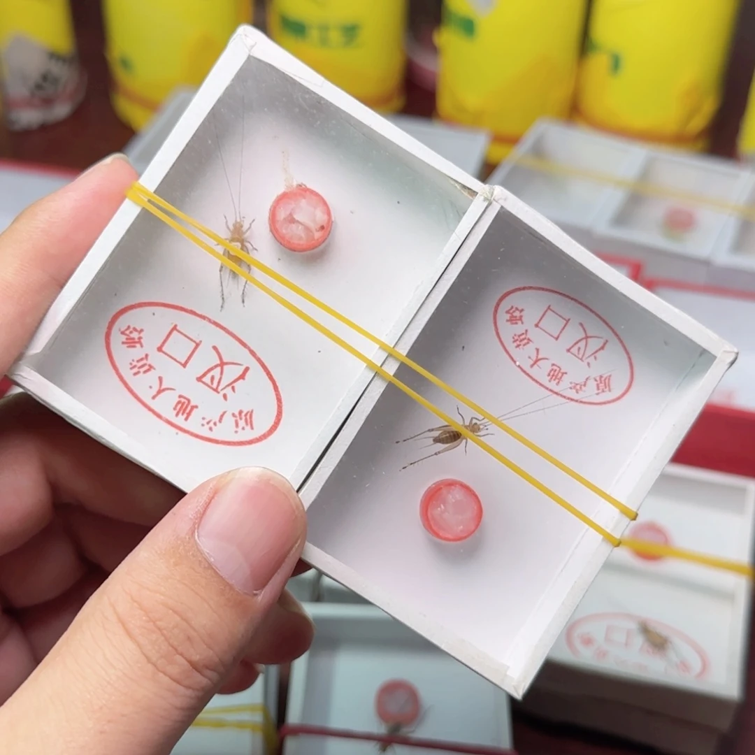 大黄蛉2只长须