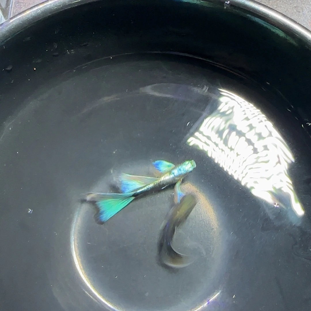 孔雀鱼亮背蓝礼服飞船一对