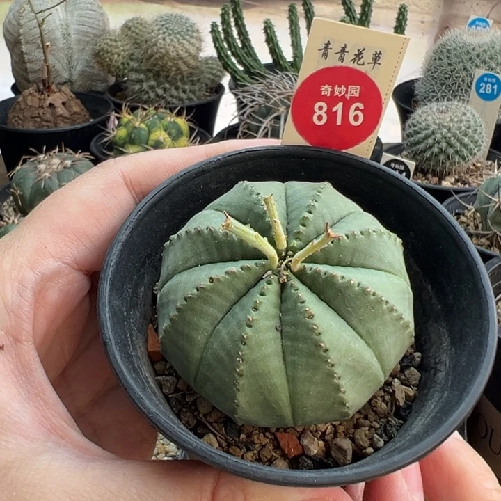 实生欧系布纹球5.4cm