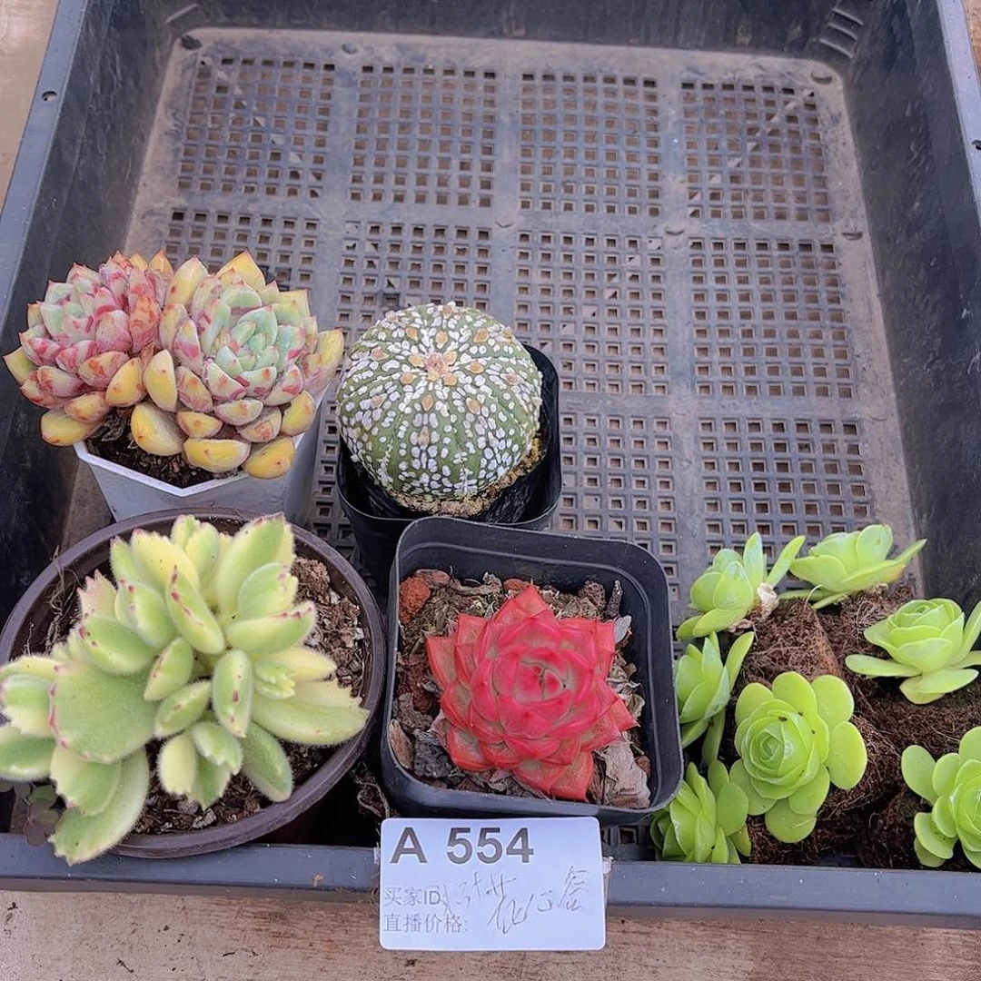 多肉554多肉植物