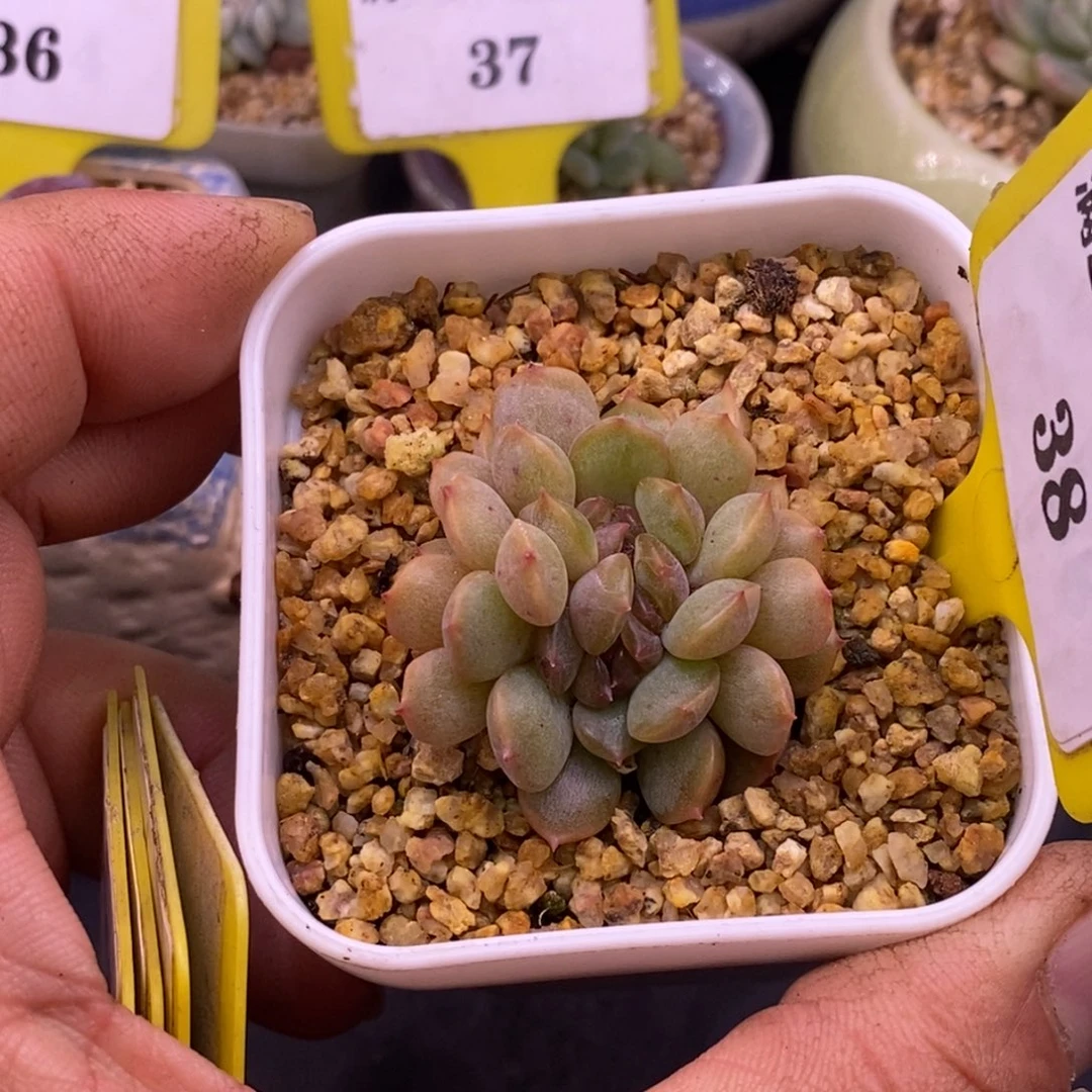 438红恋缀化多肉……