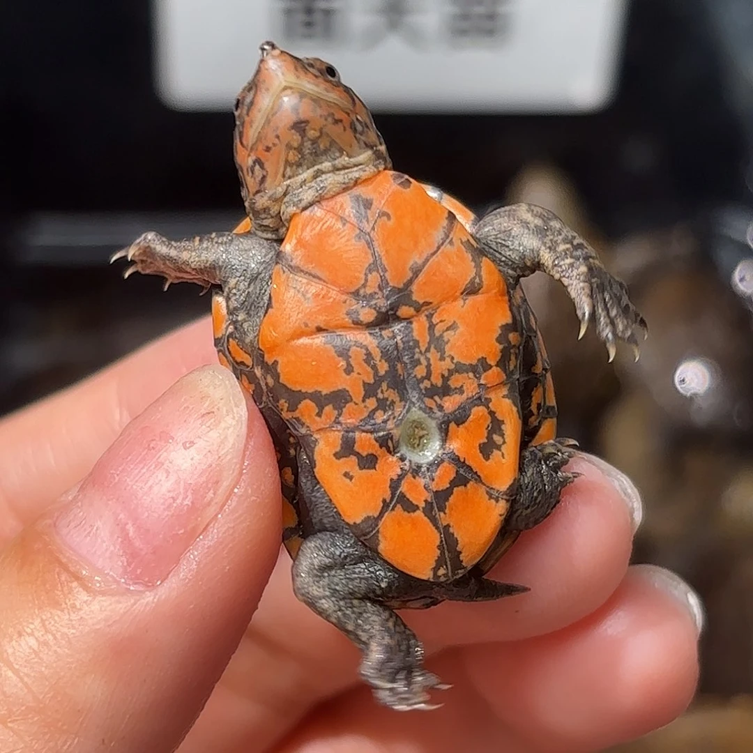 ༒***༺不分公母蛋龟A38全品小种杂啊拉莫