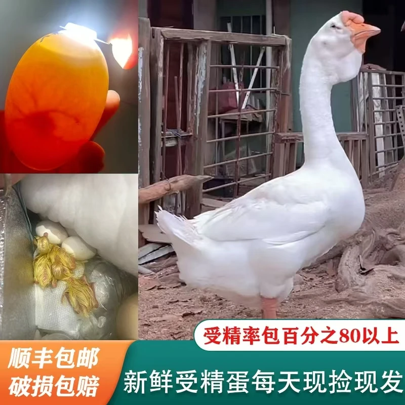 纯种一代大三花受精蛋蒲三四季鹅受精蛋现捡现发顺丰包邮