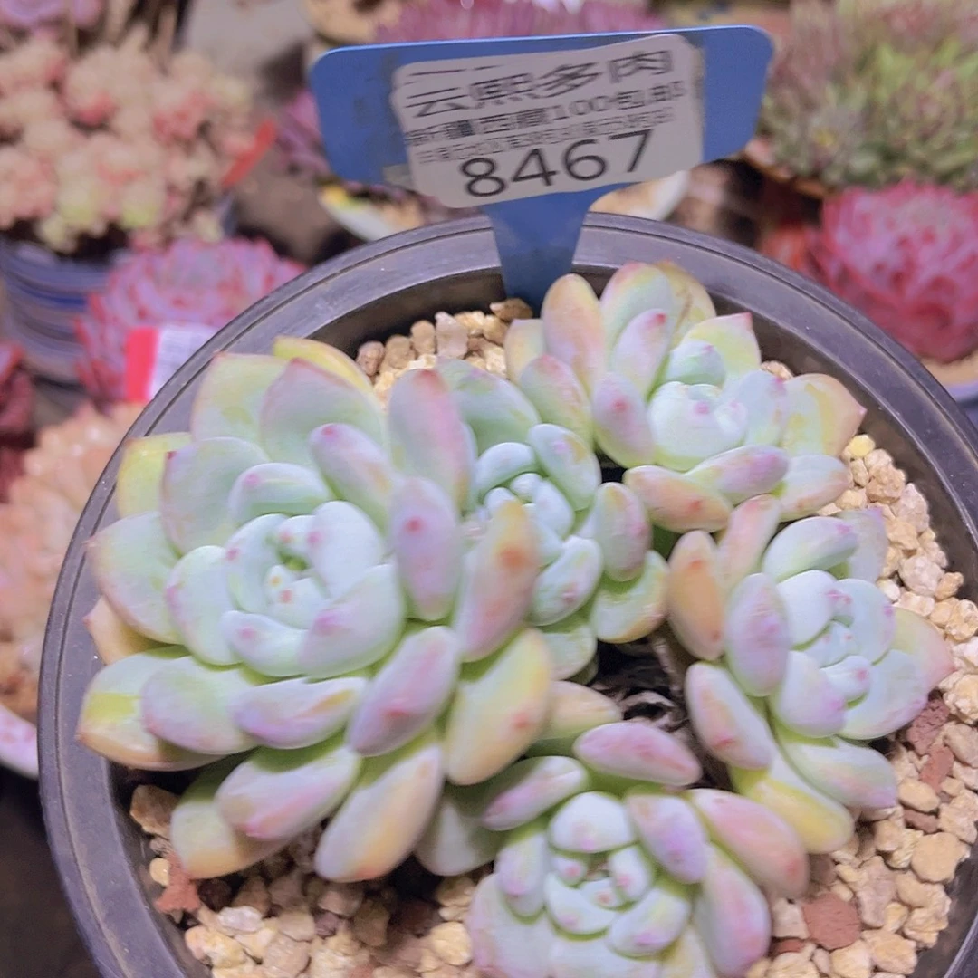 8467望舒。          多肉植物