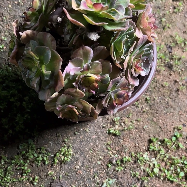 奶***鱿多肉植物海王七彩锦…………