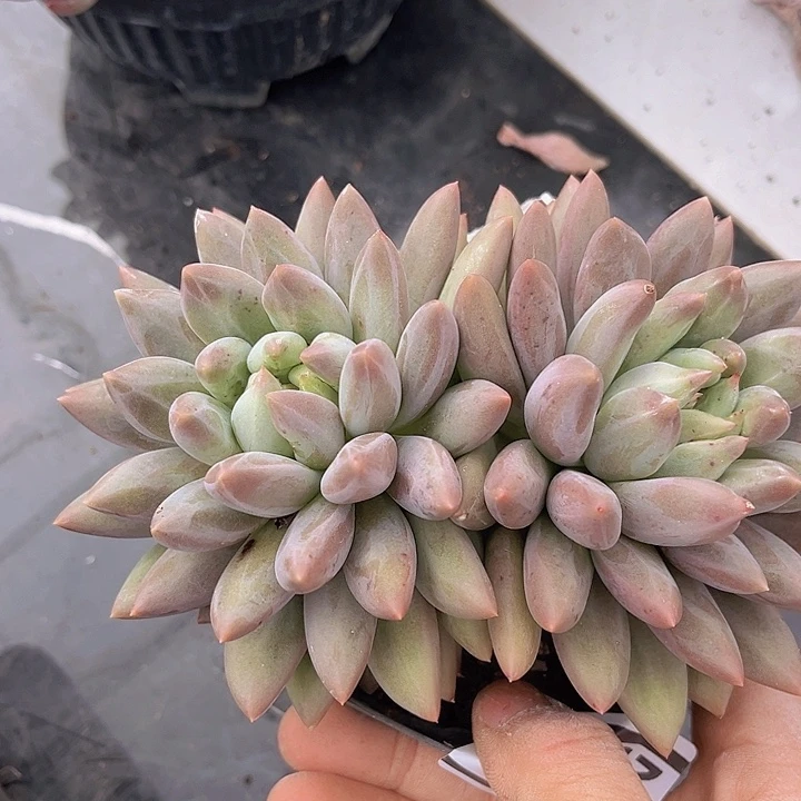 水晶球25142多肉植物