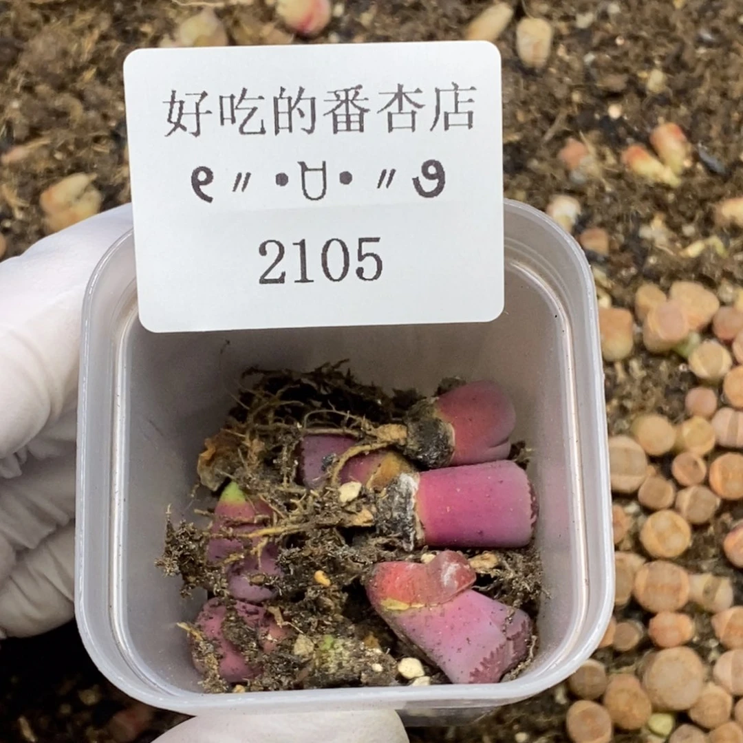 A***y2105。零下拍保温.18包邮.当天凑哦