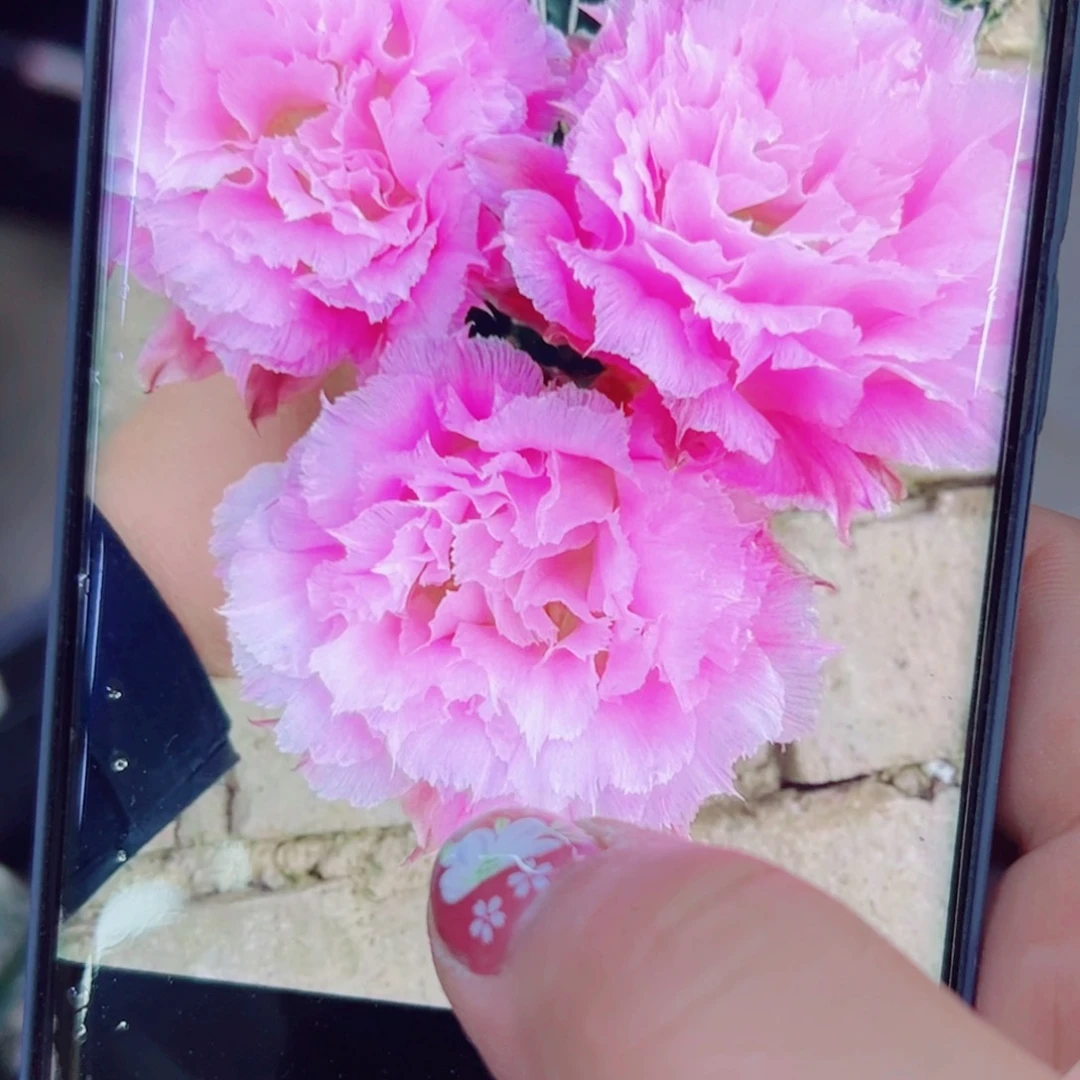 下68彩草新粉落歪无根侧芽4公分左右20包邮