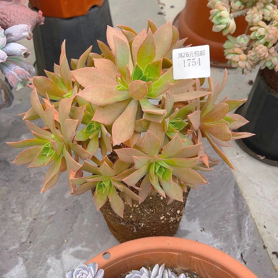 欣***荣1754红叶法师多肉植物多肉