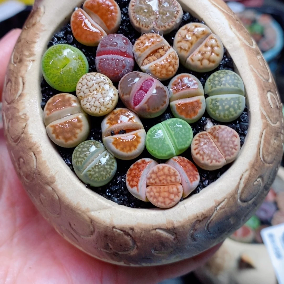 ?****?2生石花花花花开