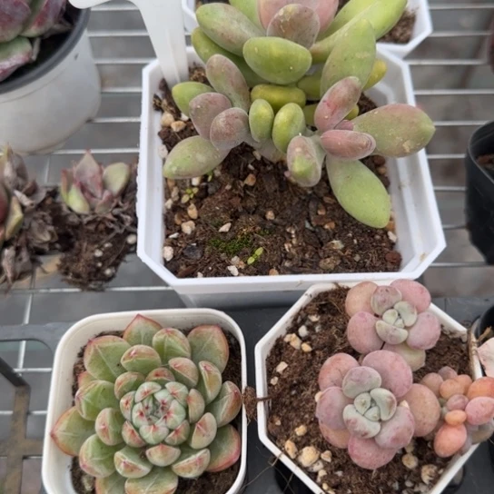 84芒果奶多肉植物多