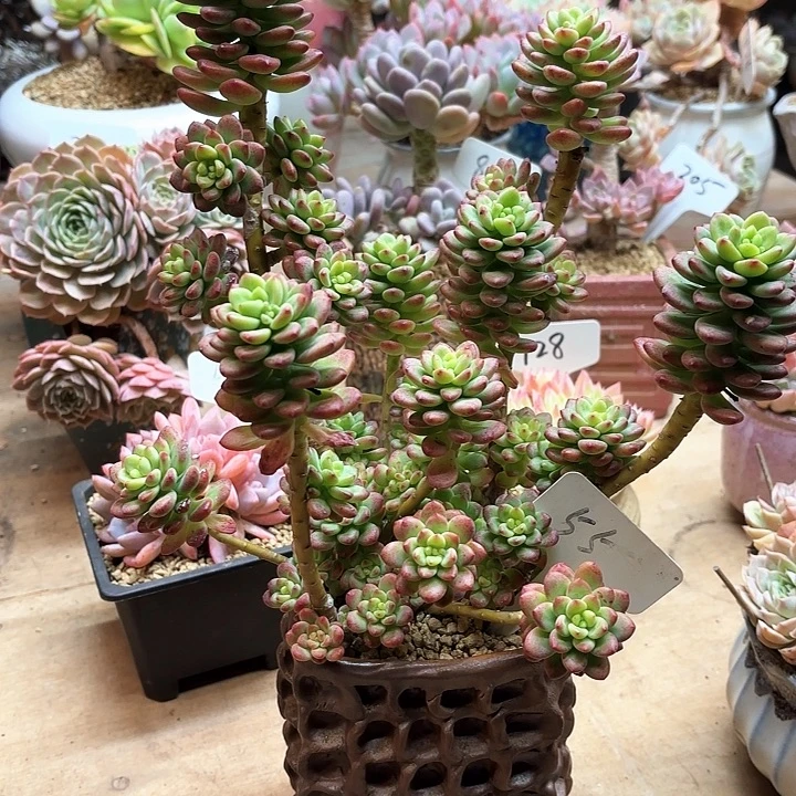 多肉植物，香格里拉55号