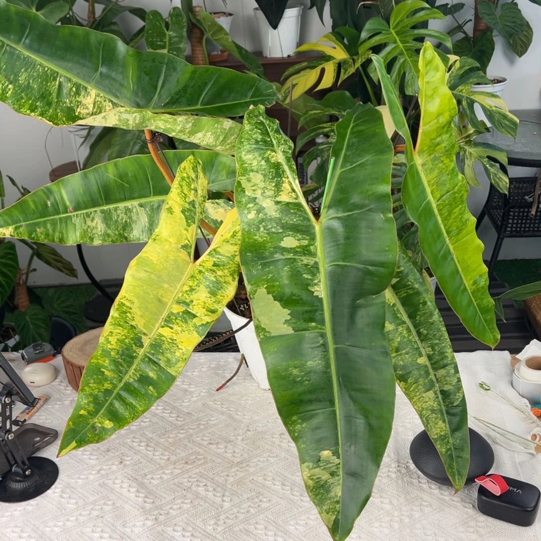 完全开放6叶一芽进口橙柄锦（最大叶长55）